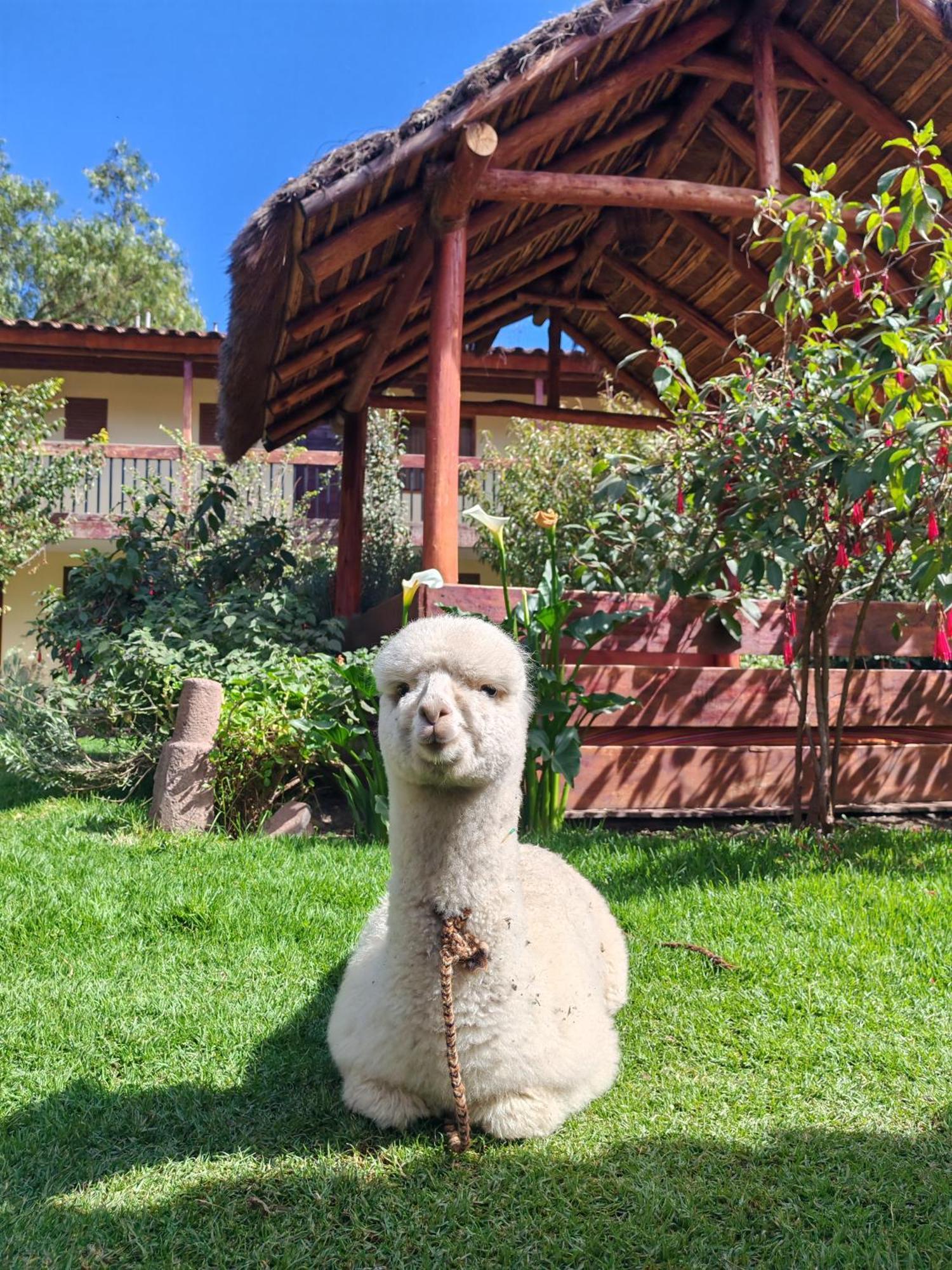 Hospedaje Chaska Pisac Dış mekan fotoğraf